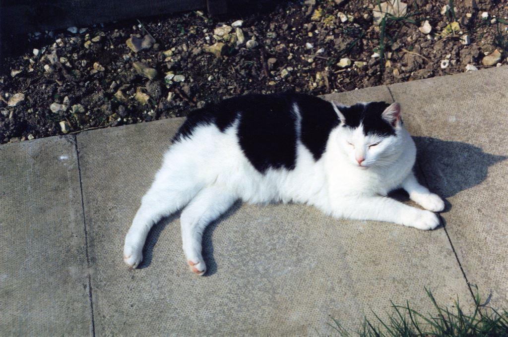 kitty