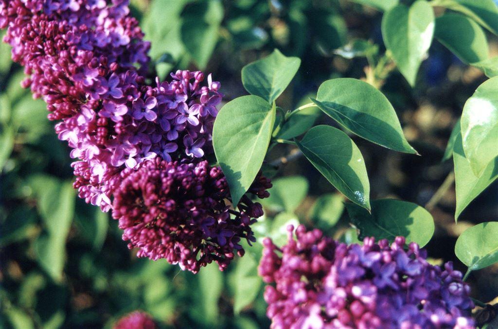 lilac3