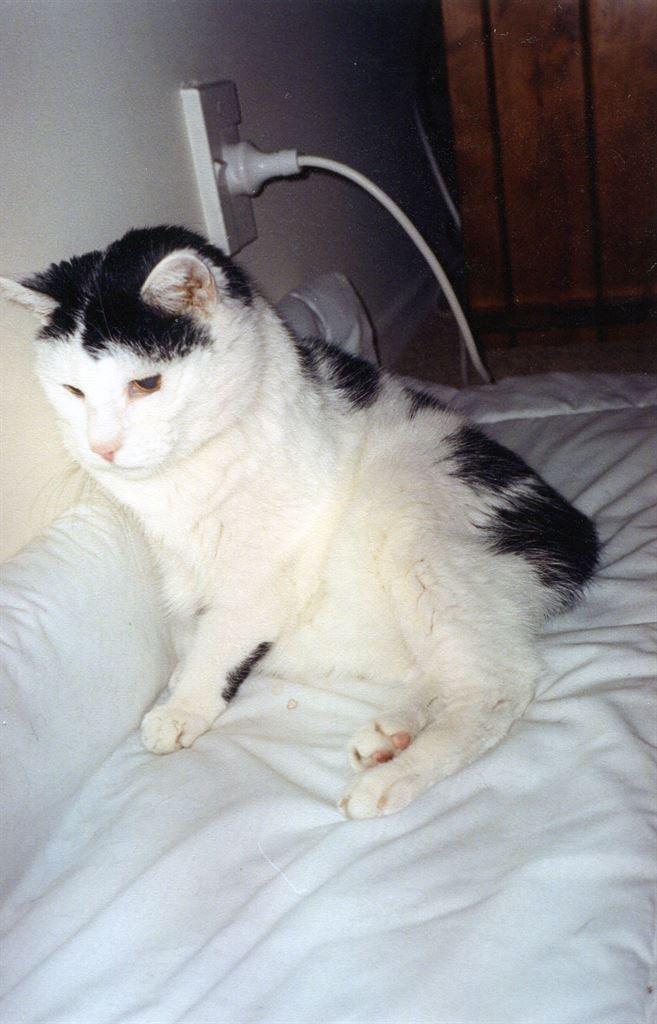 kitty