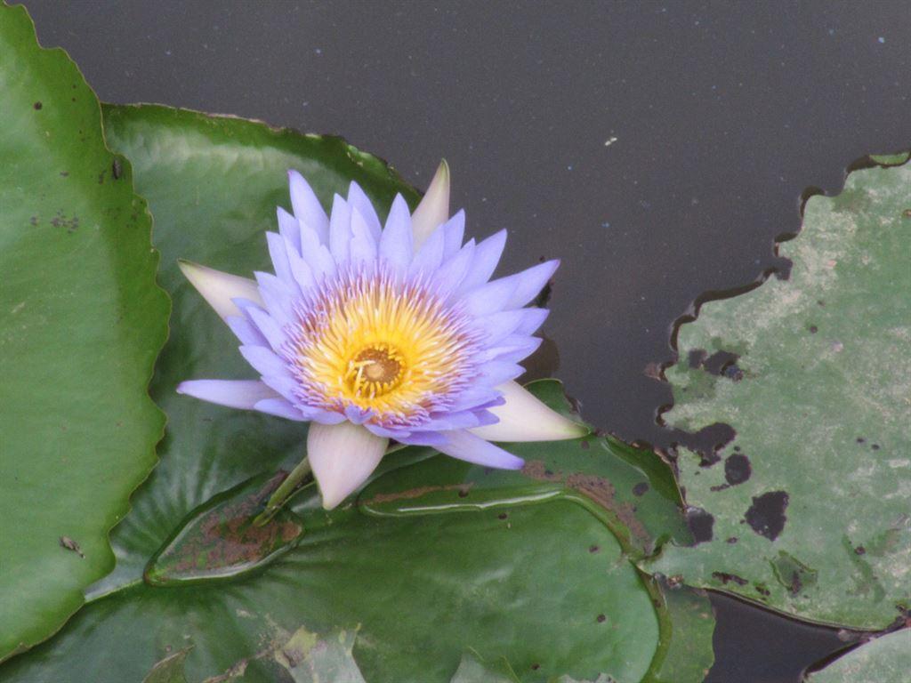 lily