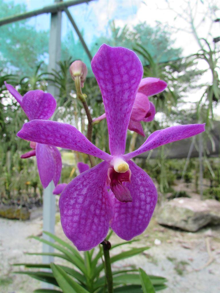 purple3