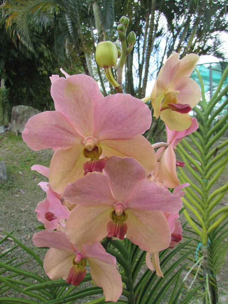 pinkgreen