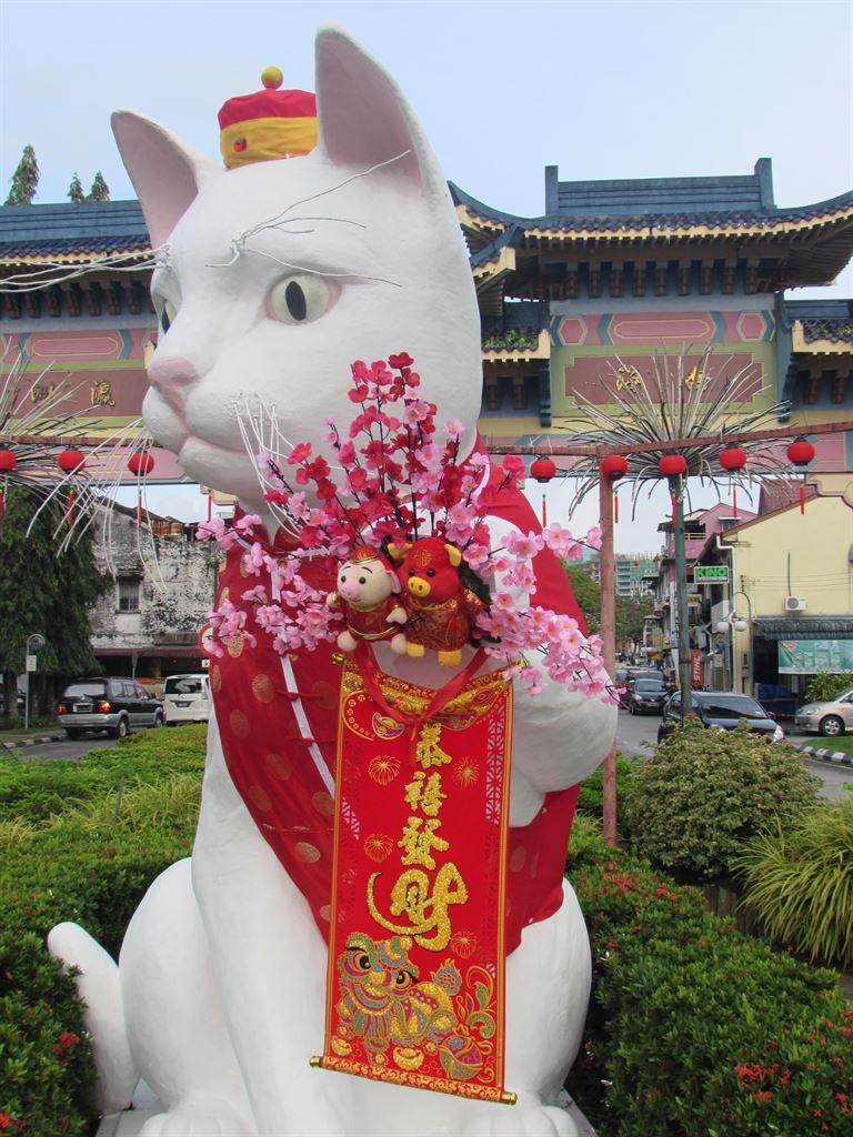 cat