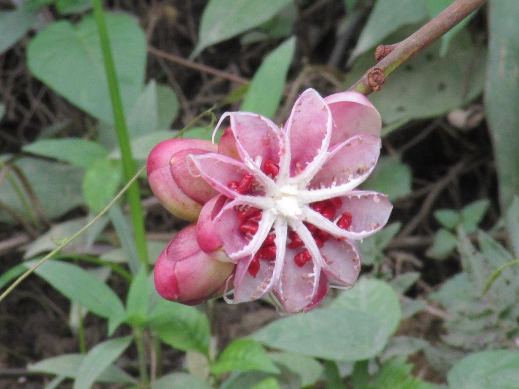 flower
