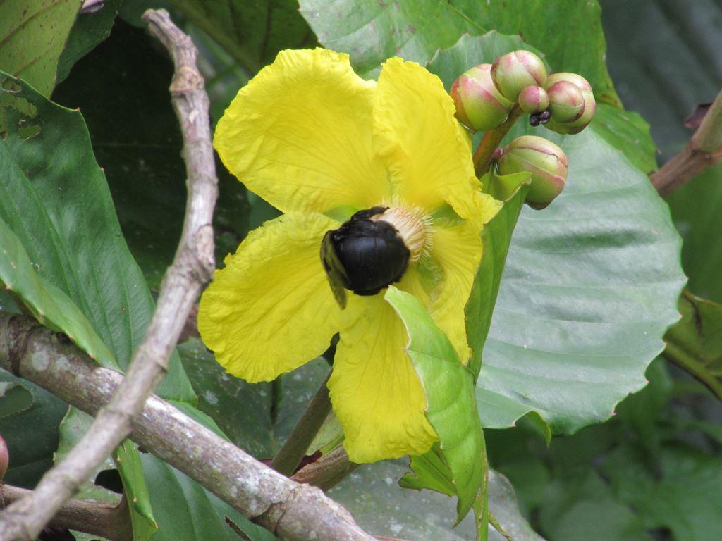 flower&bee