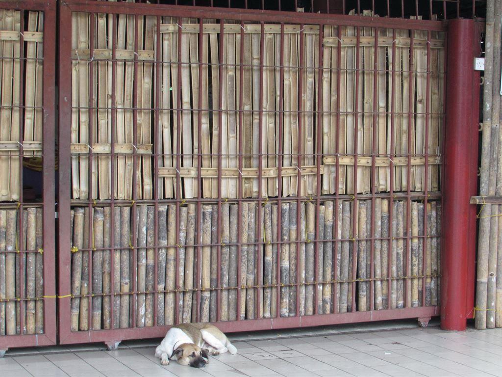 obcdog