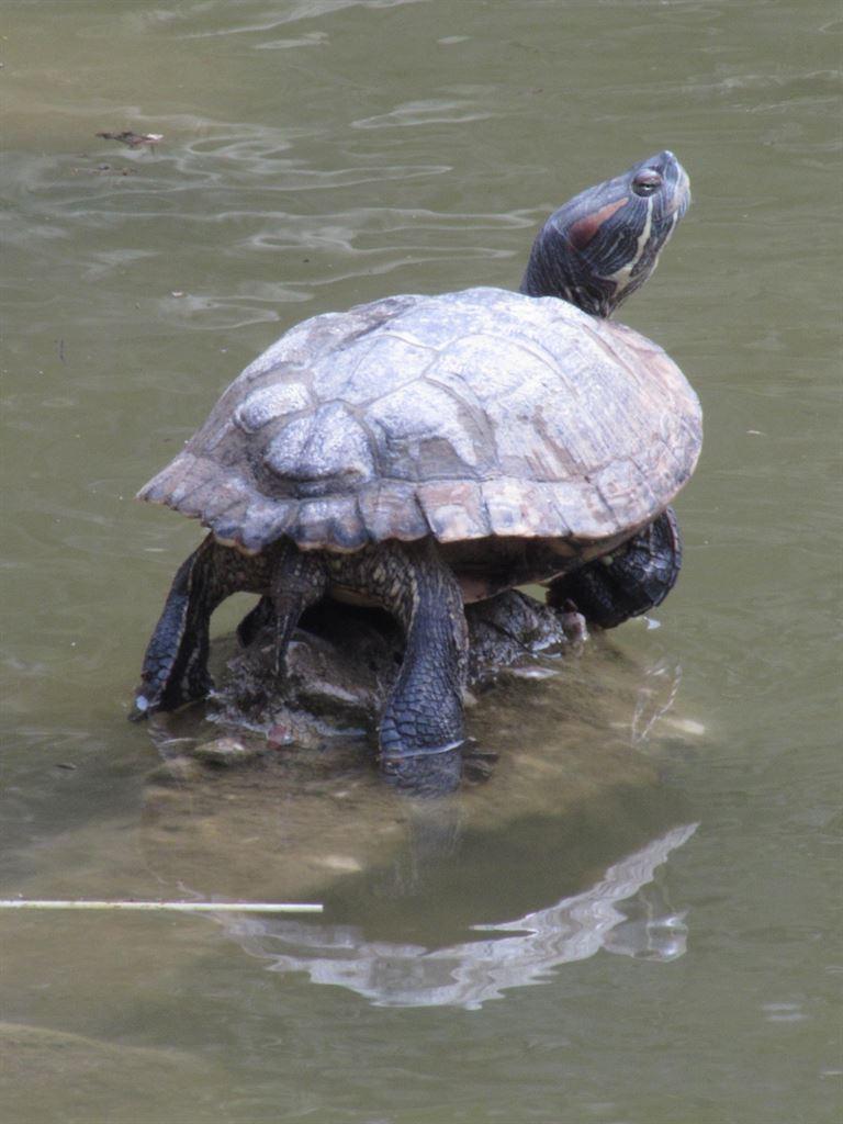 turtle