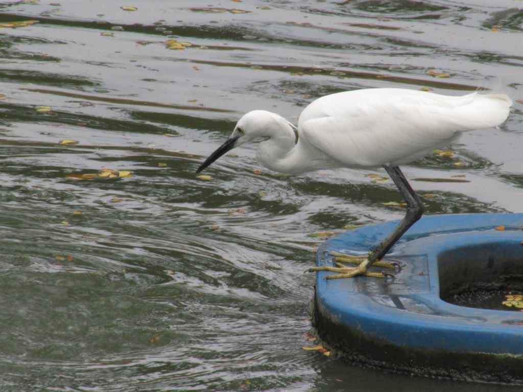 heron