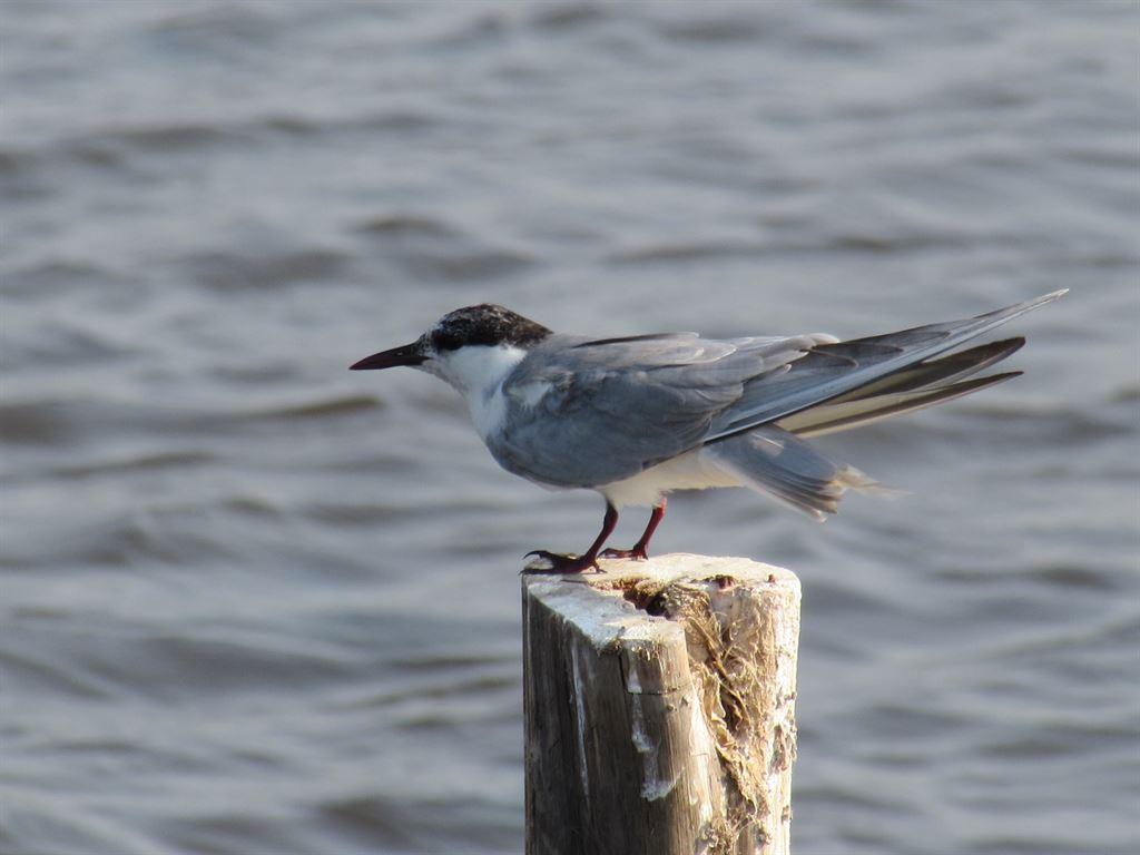 gbtern