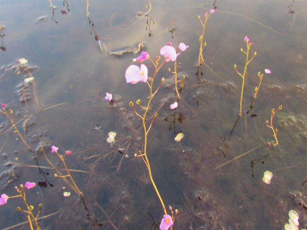 littleflowers