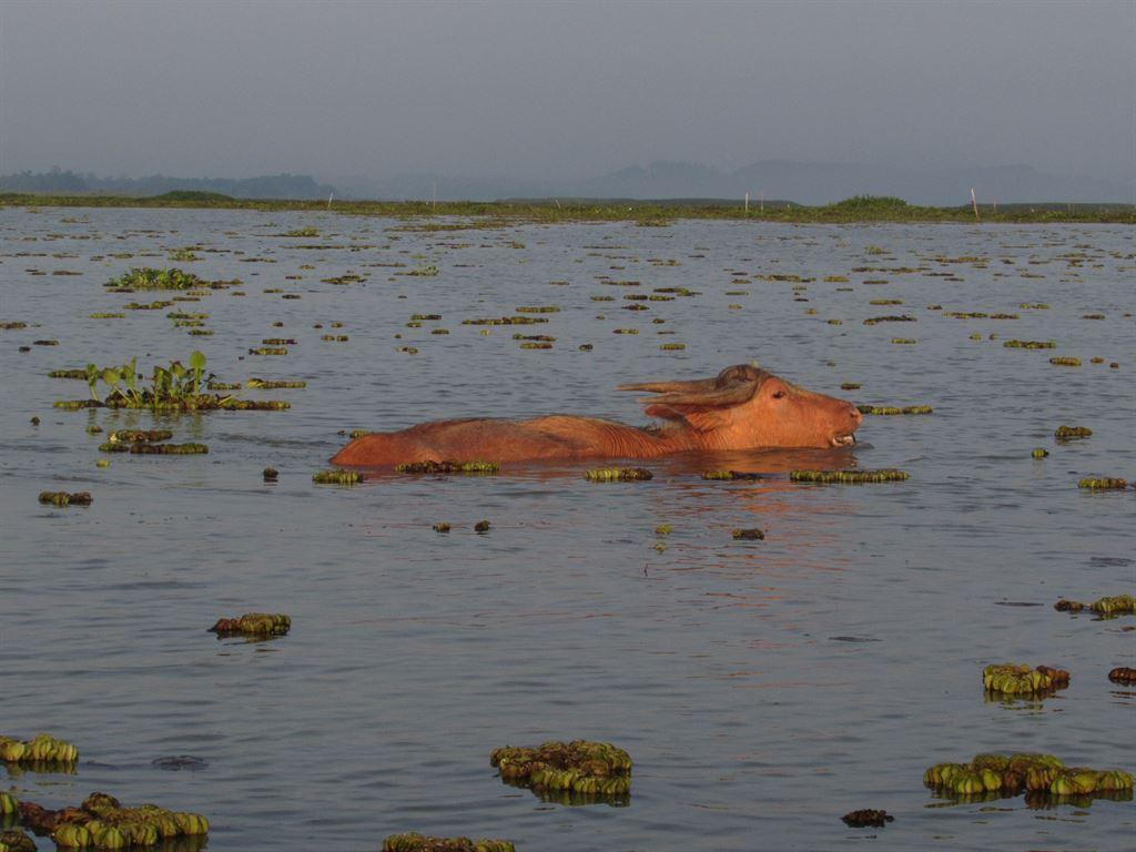goldbuffalo