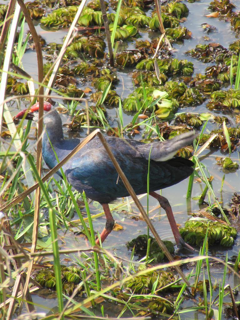 pukeko