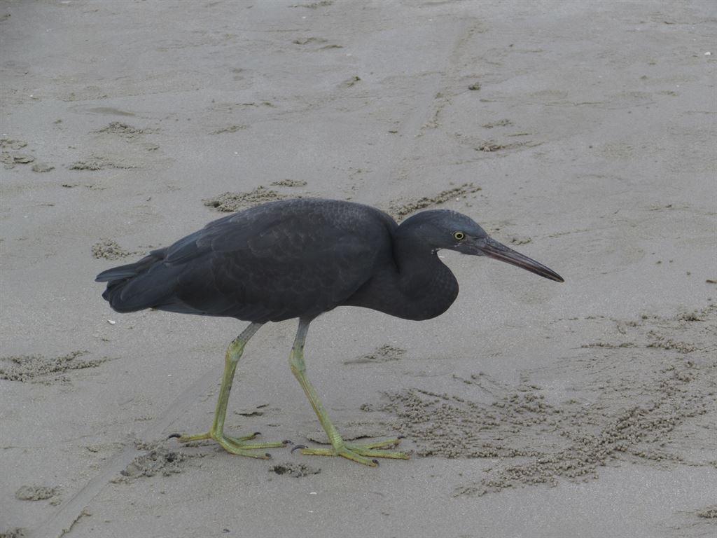 heron