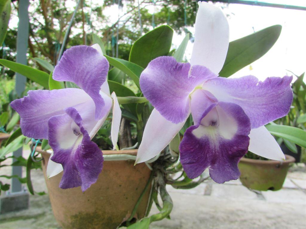 purple&white
