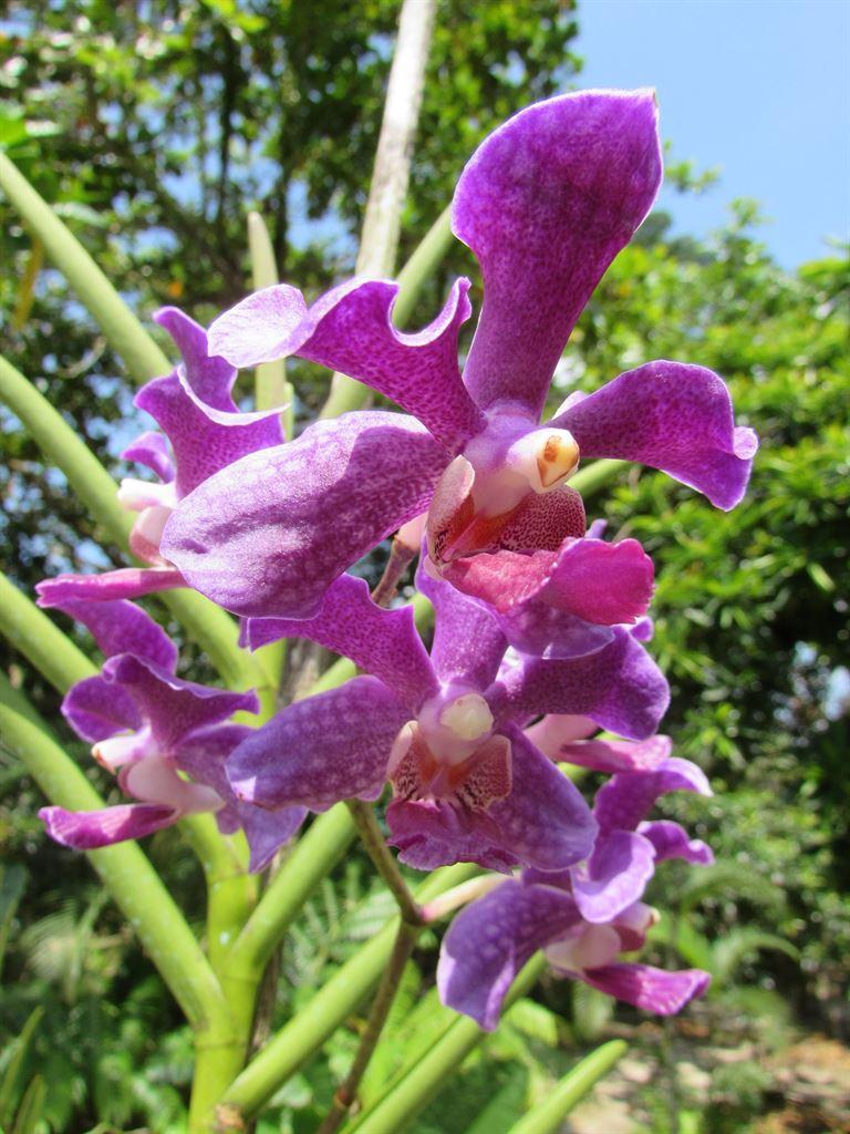 morepurple