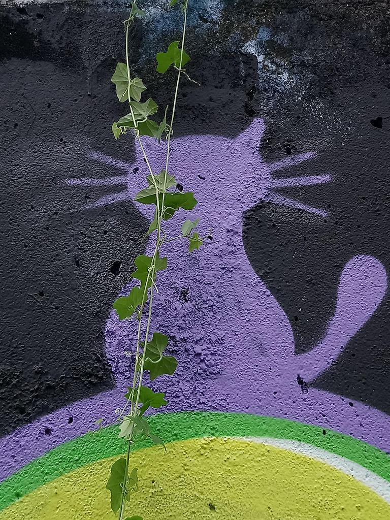 graffiticat