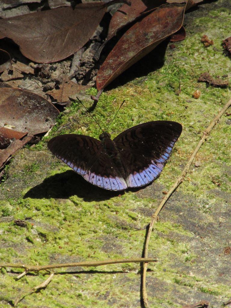 butterfly