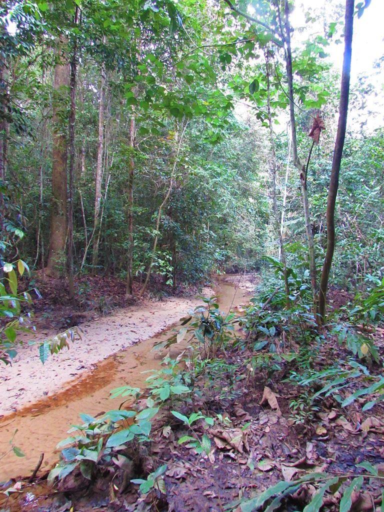 stream