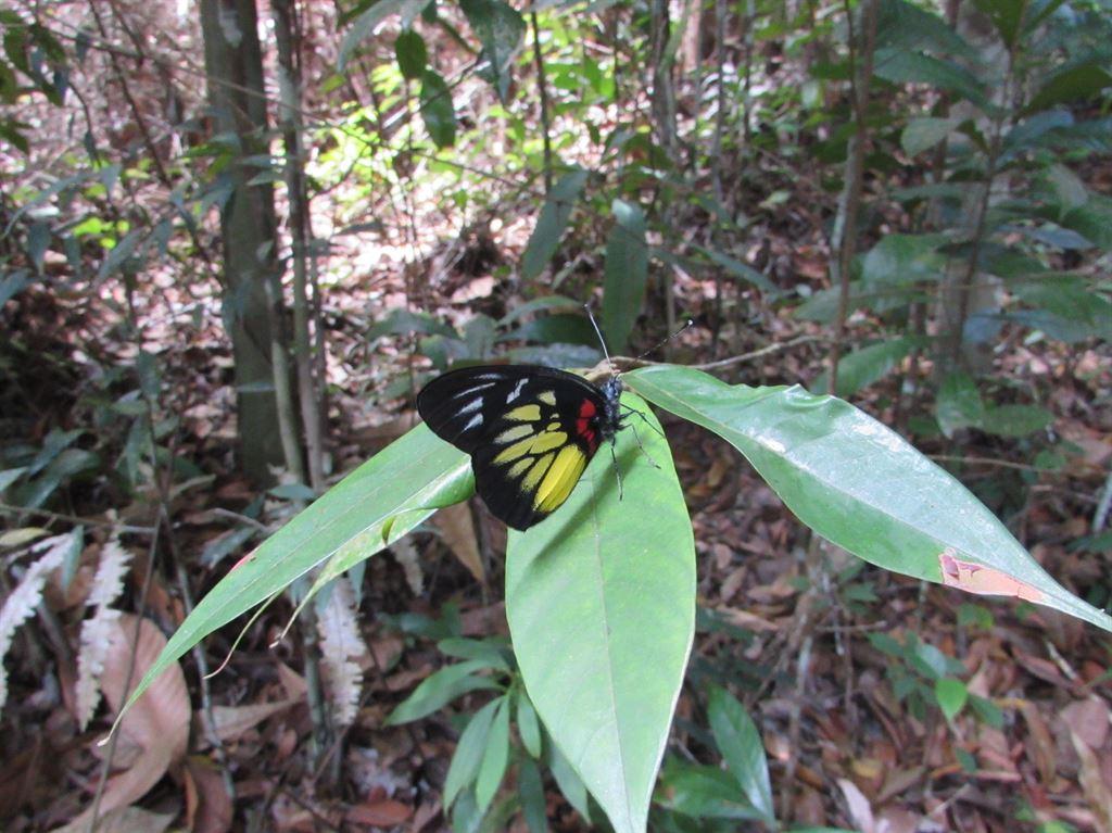 butterfly