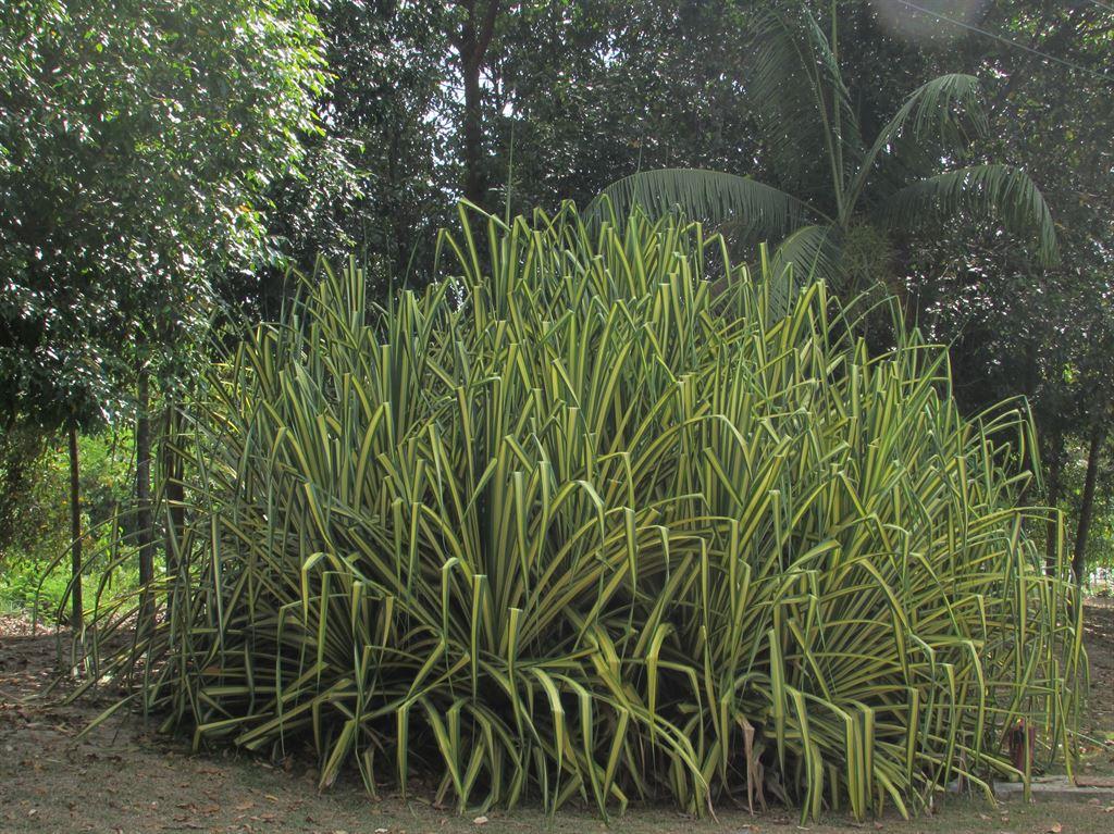 spiderplant