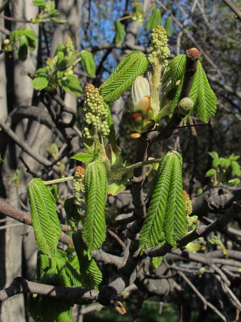 newleaves