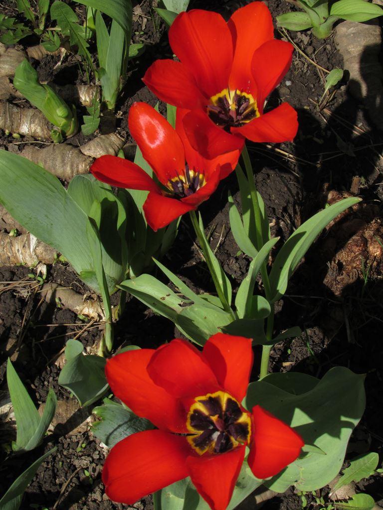 tulips