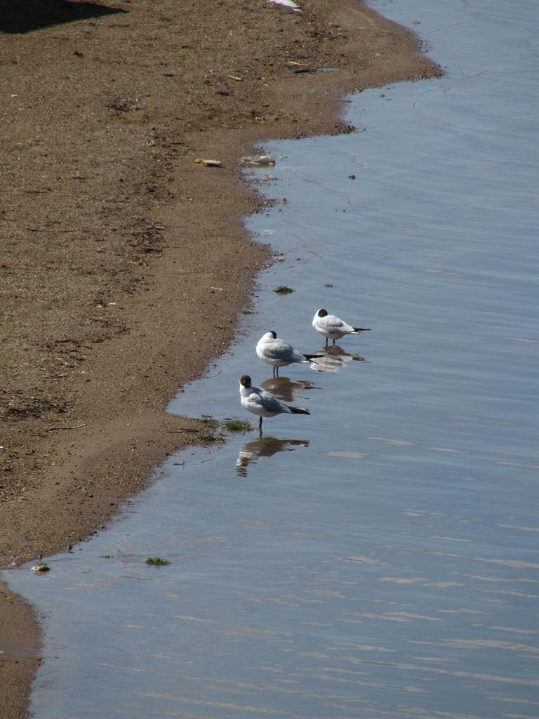 beachbirds