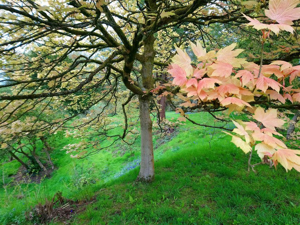 orangetree