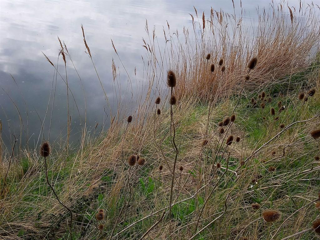 grass
