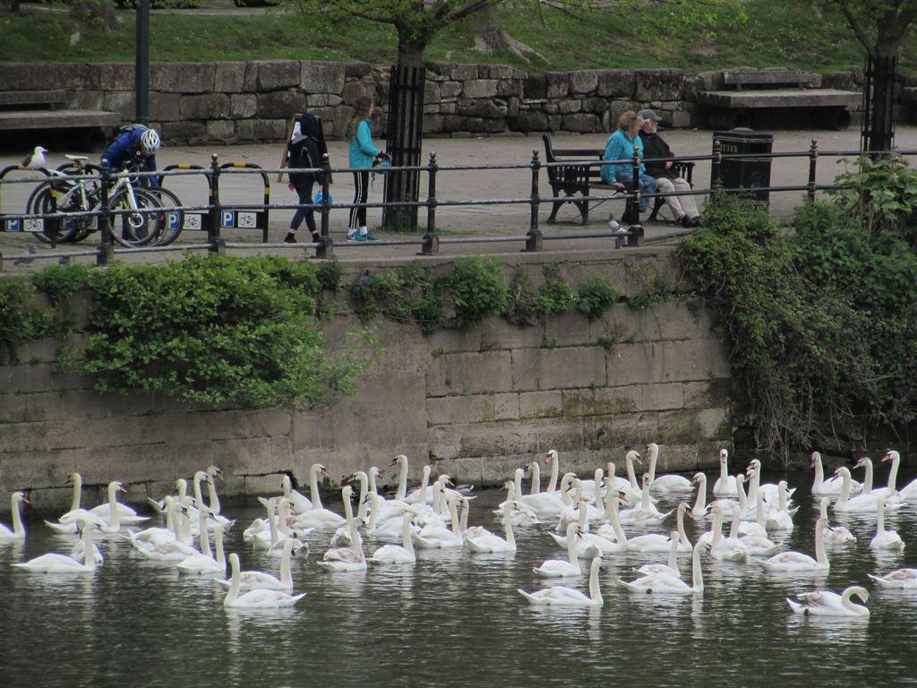 swans
