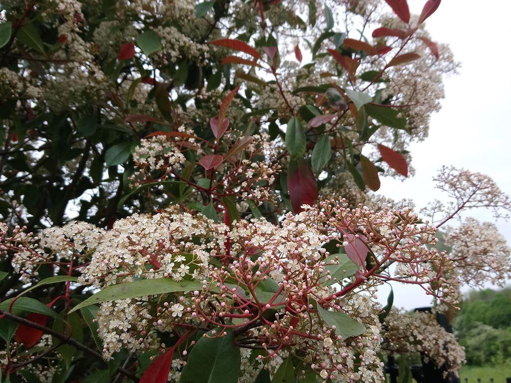 elder