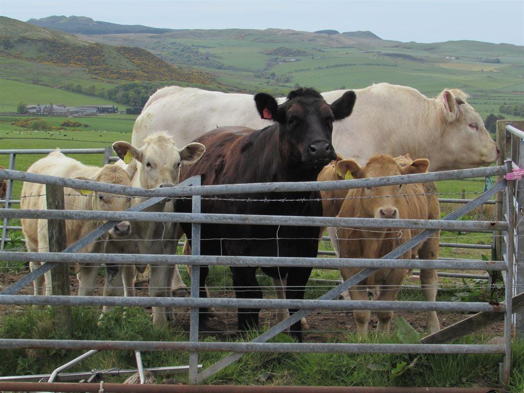 cattle