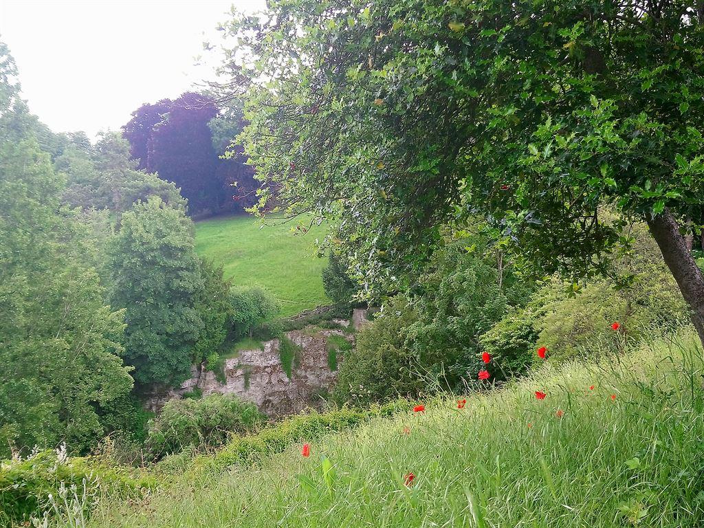 poppies