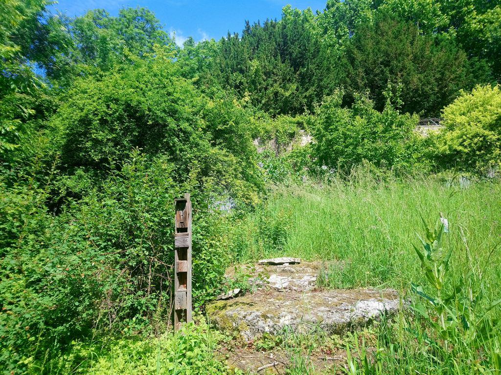 undergrowth