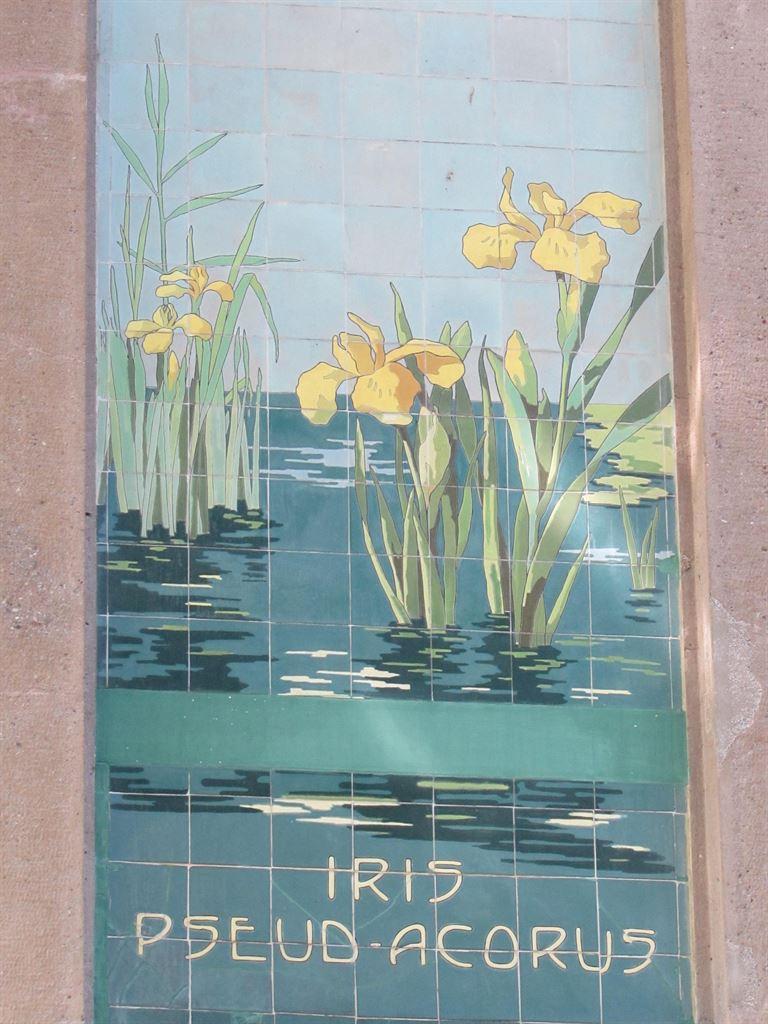 iris
