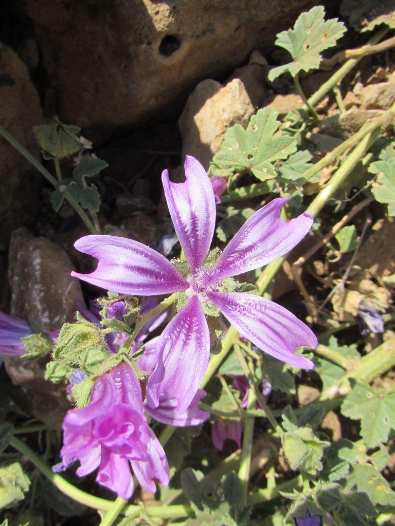 moreflowers