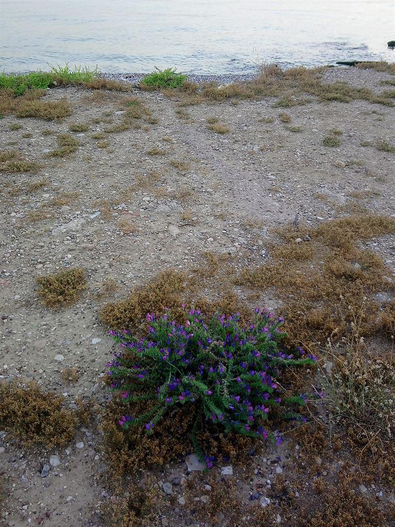 beachflowers