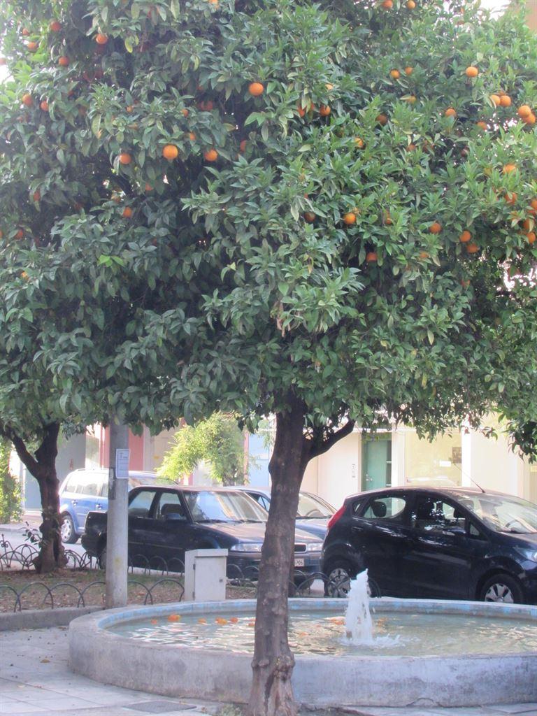 oranges