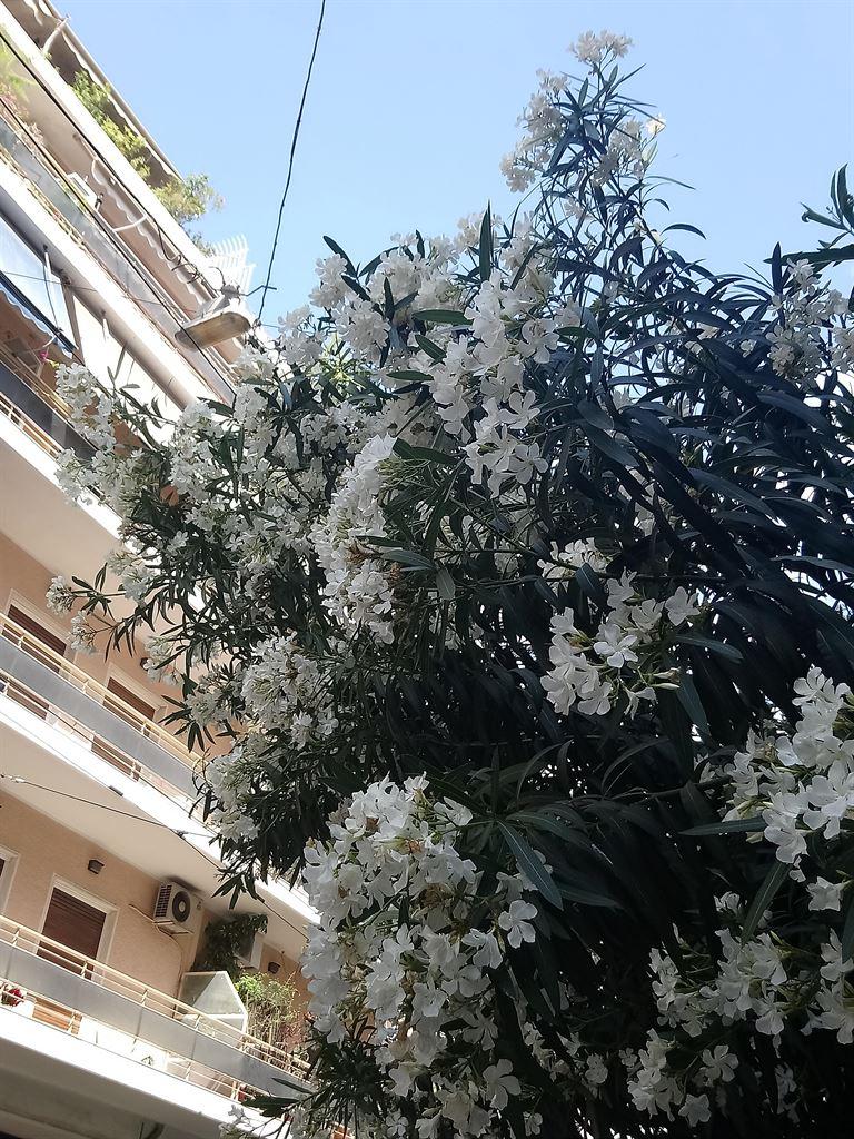 blossom
