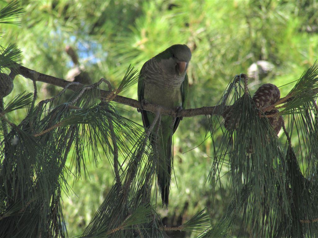 parrot