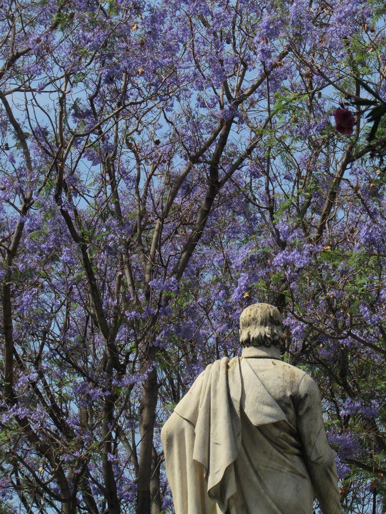 jacaranda