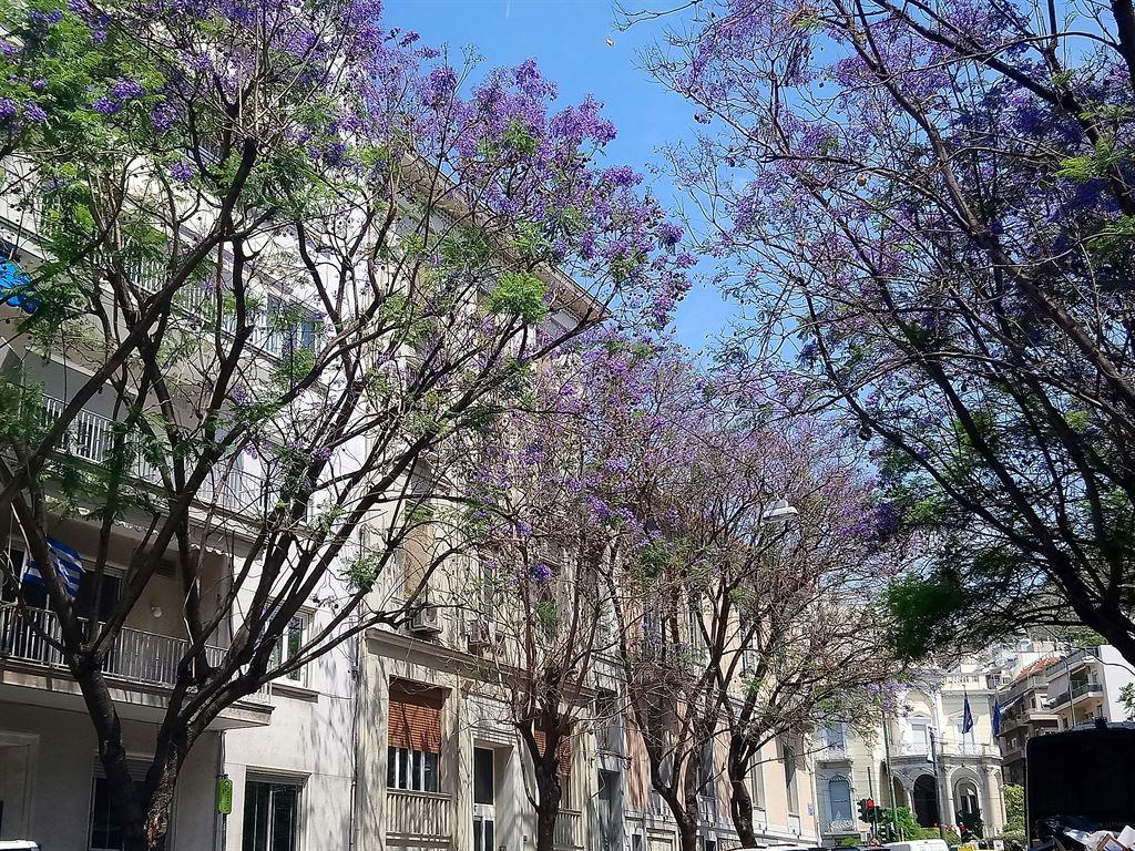jacaranda