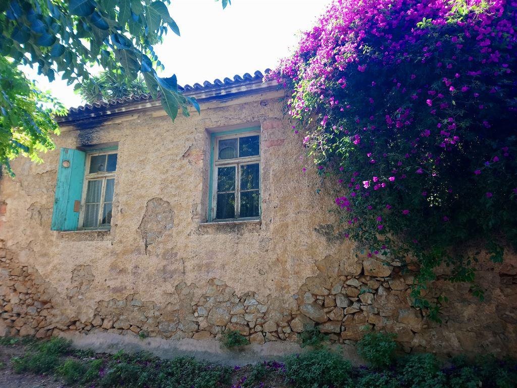 bougainvillea