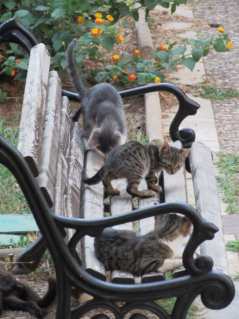 cats1
