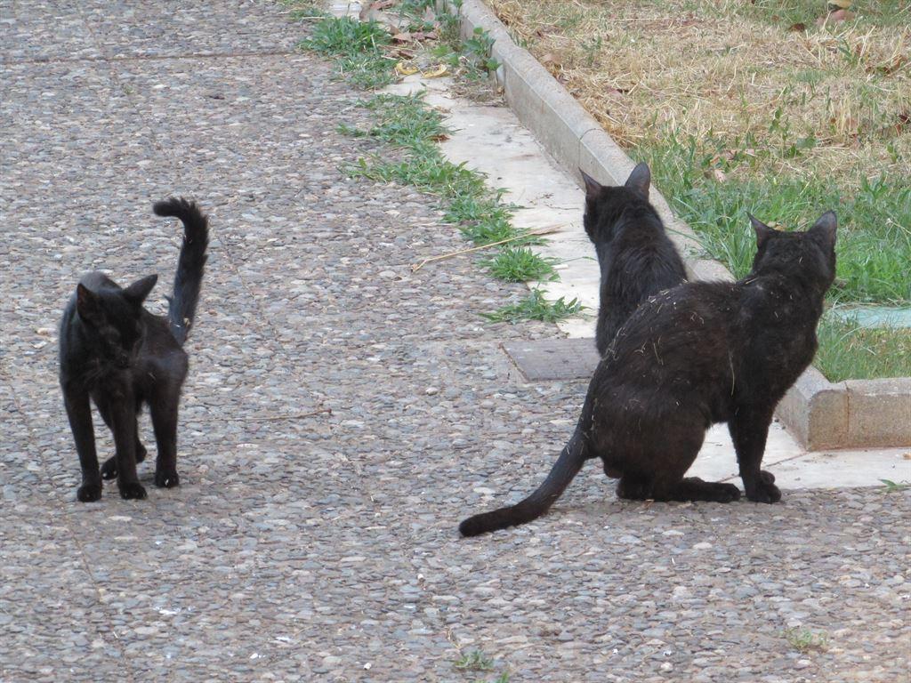 cats2