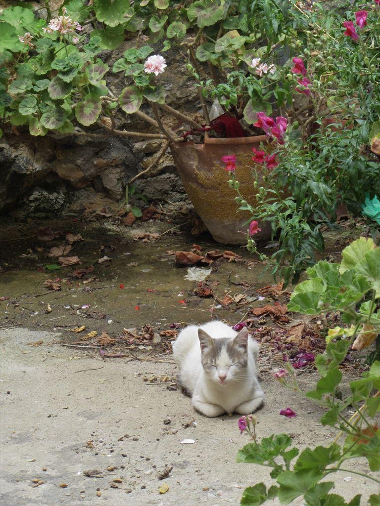catcorner