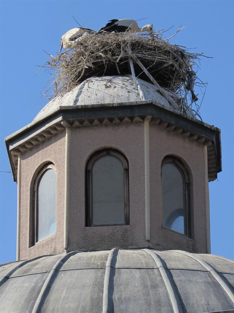 storks4
