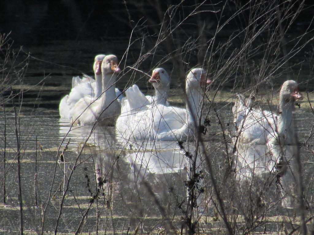 ducks