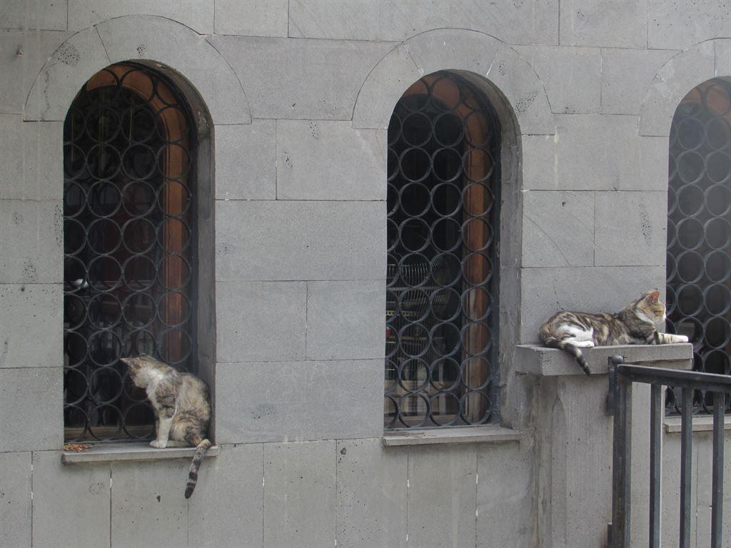 cats