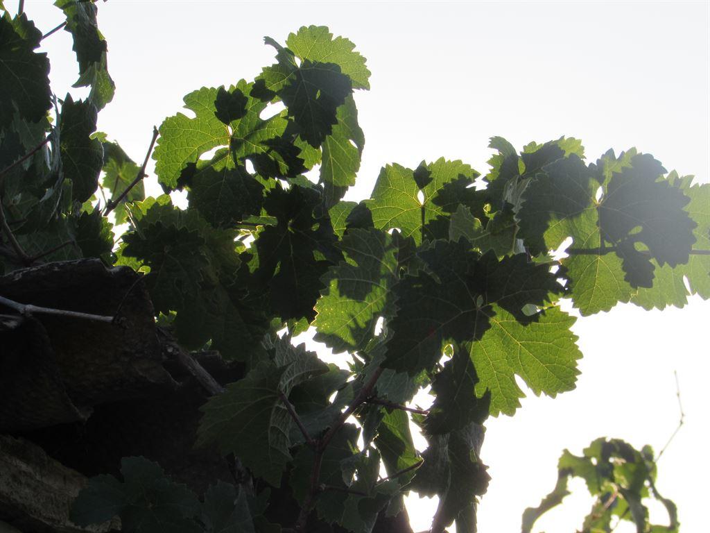 vined